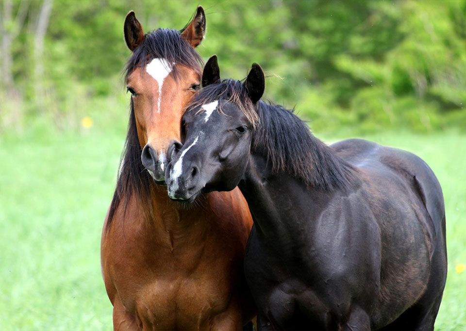 brun och svart häst